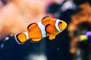 法甲联赛3-3,实力均衡下的激烈对决法甲联赛3 3算谁赢的